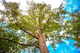 Best Stump Grinding and Removal  in Lawnside, NJ