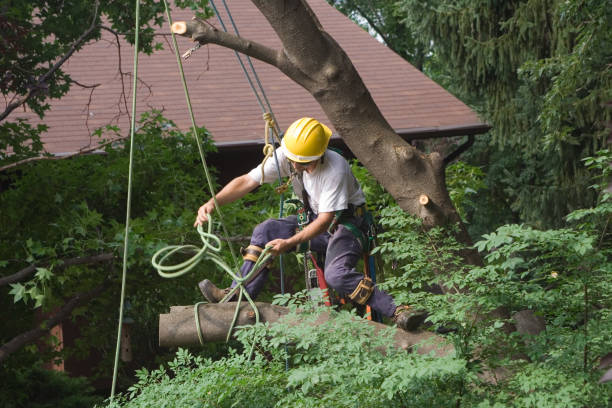 Best Emergency Tree Removal  in Lawnside, NJ