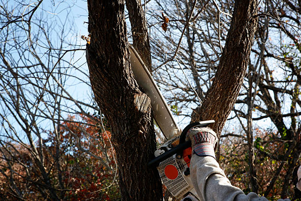 Best Tree Trimming and Pruning  in Lawnside, NJ