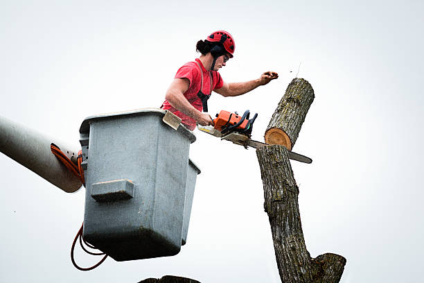 How Our Tree Care Process Works  in  Lawnside, NJ